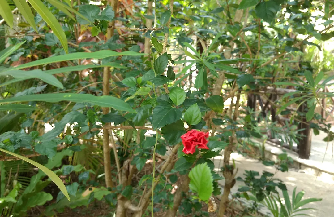 Green Tulum Cabanas & Gardens-1