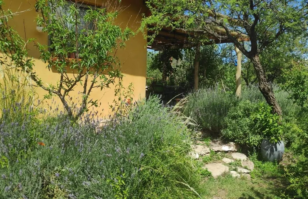El churqui-1