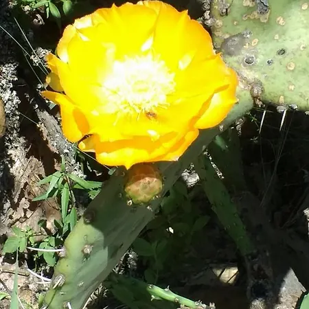 La Loma-3
