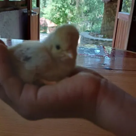 Cabañas Los Bosques del Zembo-2